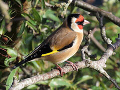 European Goldfinch