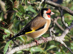 Chardonneret élégant