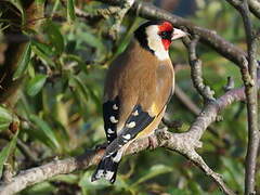 European Goldfinch