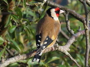 Chardonneret élégant