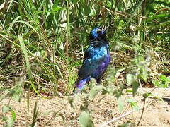 Lesser Blue-eared Starling