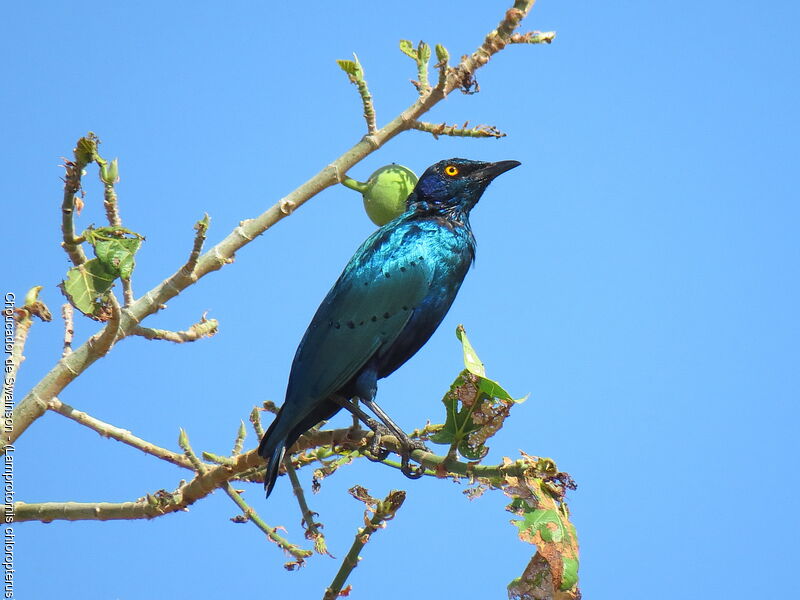 Lesser Blue-eared Starling