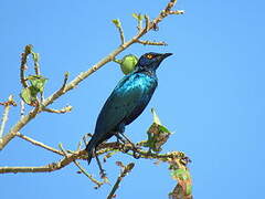 Lesser Blue-eared Starling