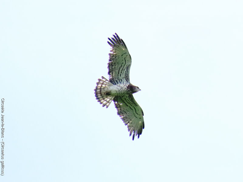 Short-toed Snake Eagle