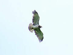 Short-toed Snake Eagle