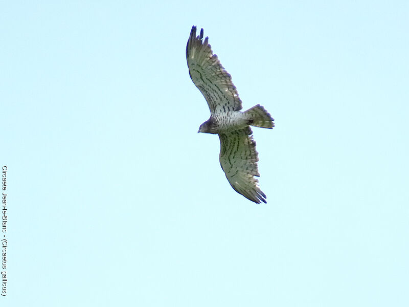 Short-toed Snake Eagle