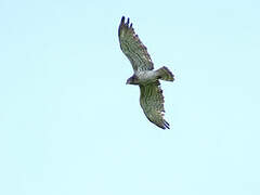 Short-toed Snake Eagle