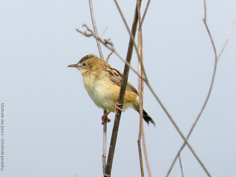 Zitting Cisticola