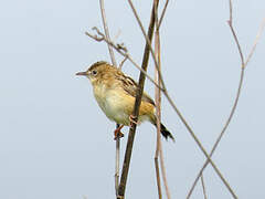 Zitting Cisticola