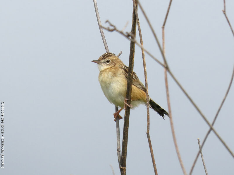 Zitting Cisticola