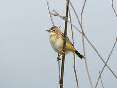 Zitting Cisticola