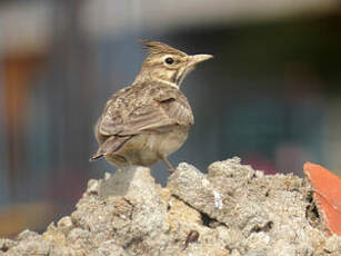 Cochevis huppé