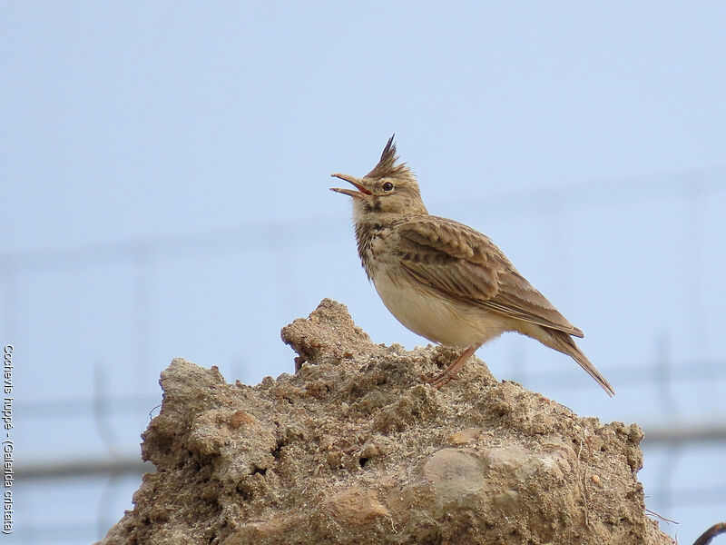 Crested Lark