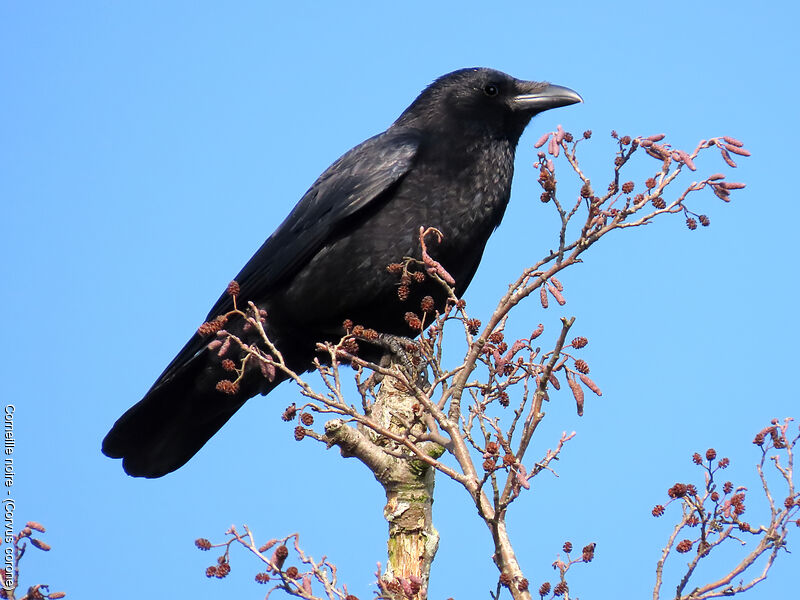 Carrion Crow