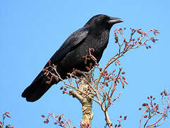 Carrion Crow