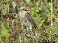 Yellow-billed Shrike