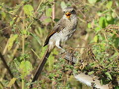 Yellow-billed Shrike