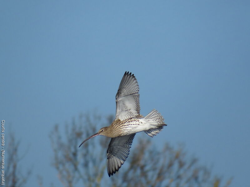 Eurasian Curlew