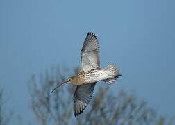 Eurasian Curlew