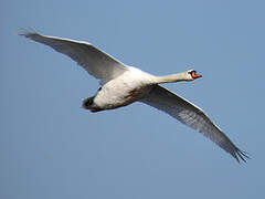 Mute Swan