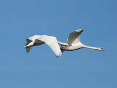 Mute Swan