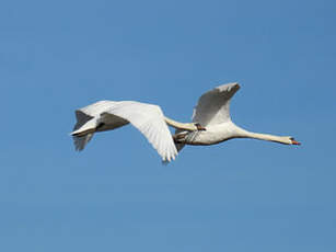 Cygne tuberculé