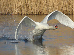 Cygne tuberculé