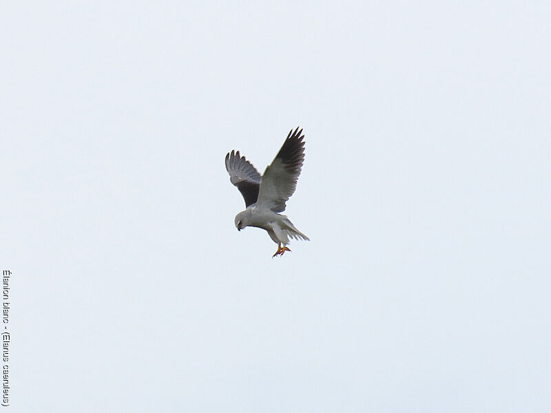 Black-winged Kite