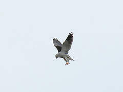 Black-winged Kite