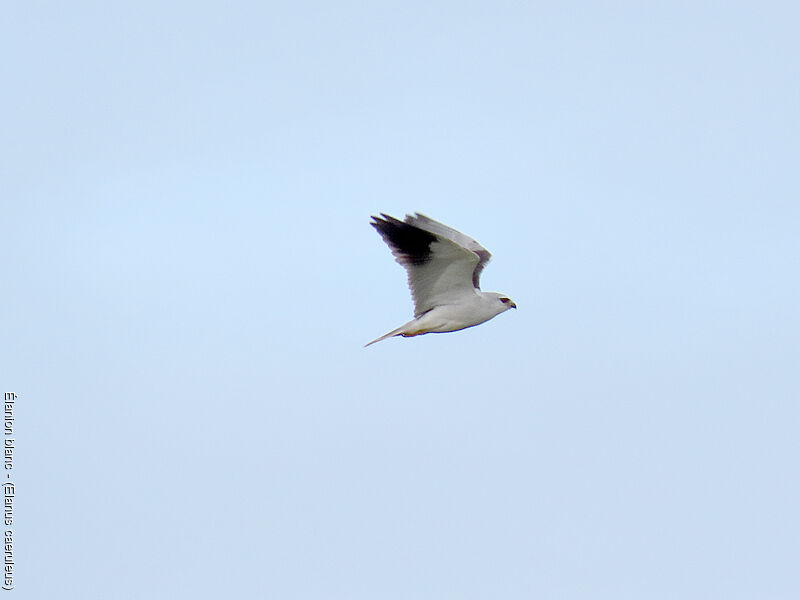 Black-winged Kite