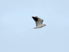 Black-winged Kite