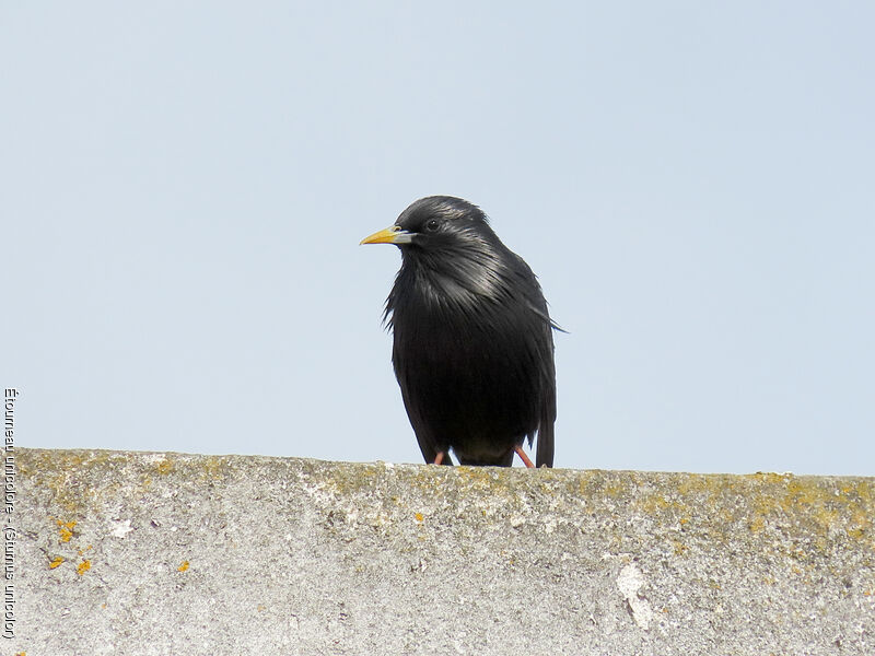 Spotless Starling