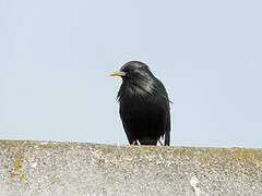 Spotless Starling