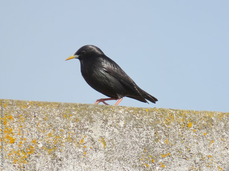 Spotless Starling