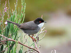 Sardinian Warbler