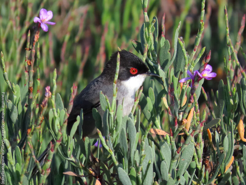 Sardinian Warbler