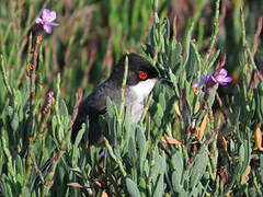 Sardinian Warbler