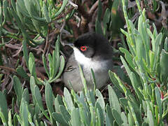 Sardinian Warbler