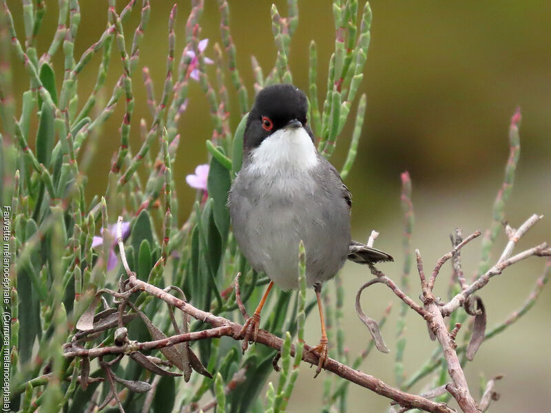 Sardinian Warbler