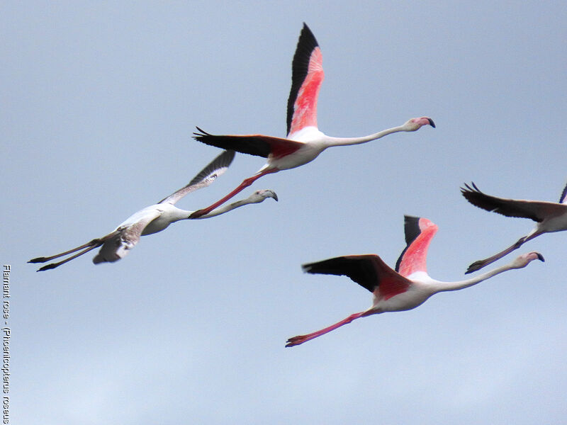 Flamant rose