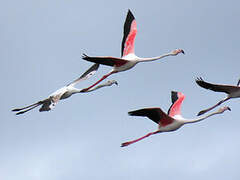 Greater Flamingo