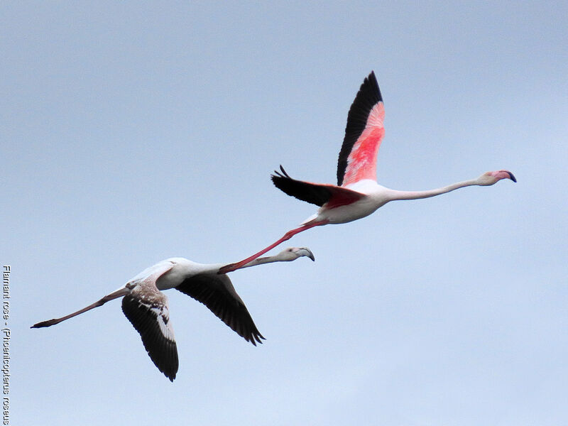 Flamant rose