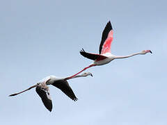 Greater Flamingo