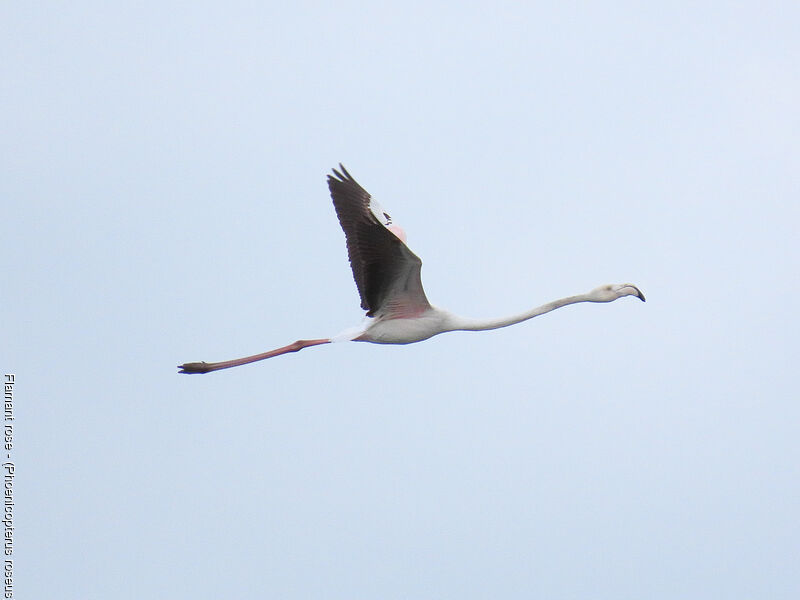 Flamant rose