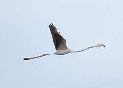 Flamant rose