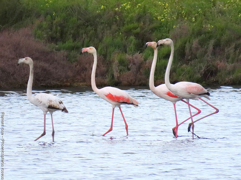 Flamant rose