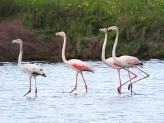 Flamant rose