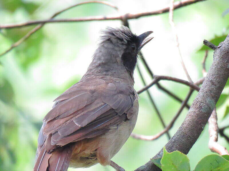 Masked Laughingthrush - Pterorhinus perspicillatus - nism308795