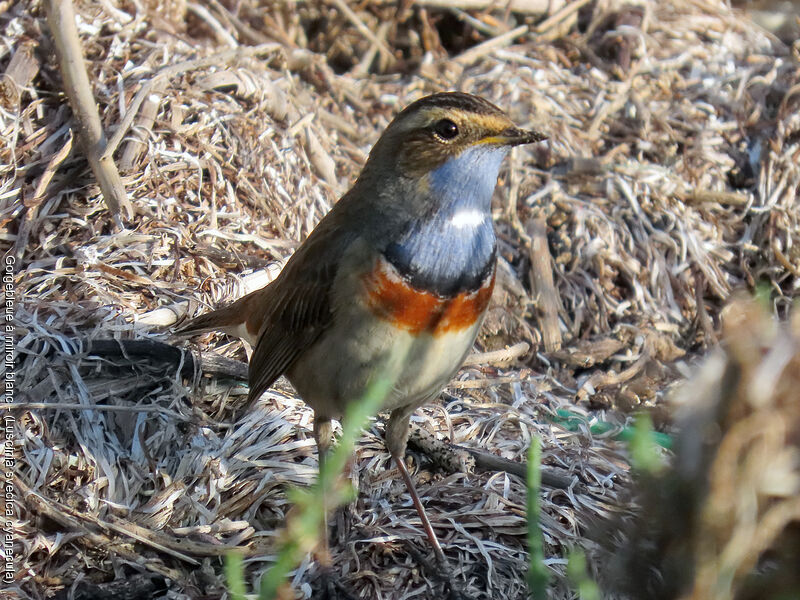 Bluethroat (cyanecula)