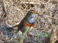 Bluethroat (cyanecula)